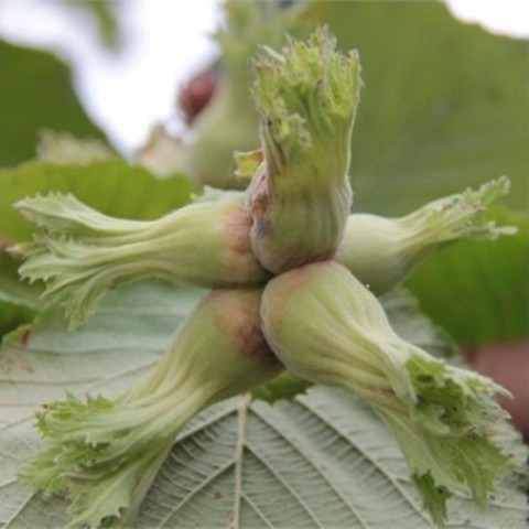 Fındık Nedir, Nasıl Yetiştirilir?