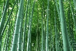 Bambu Nedir? Nasıl Yetiştirilir? Bambu Yetiştiriciliği Ve Bakımı