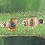 Gri Yumuşak Koşnil Nedir? Zararları Ve Mücadele Yöntemleri