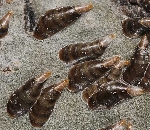 Virgül Kabuklu Biti Nedir? Zararları Ve Mücadele Yöntemleri Virgül Kabuklu Biti Nedir? Zararları Ve Mücadele Yöntemleri