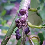 Zeytin Kara Koşnili Nedir? Zararları Ve Mücadele Yöntemleri