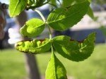 Antraknoz Hastalığı Belirtileri, Nedenleri Ve Mücadele Yöntemleri