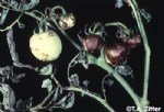 Domates Çift Çizgili Virüsü Belirtileri, Nedenleri Ve Mücadelesi