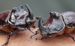Gergedan Böceği (Oryctes Nasicornis) Nedir?