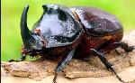 Gergedan Böceği (Oryctes Nasicornis) Nedir?