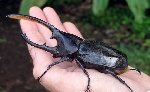 Gergedan Böceği (Oryctes Nasicornis) Nedir?