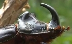 Gergedan Böceği (Oryctes Nasicornis) Nedir?
