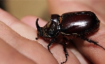 Gergedan Böceği (Oryctes Nasicornis) Nedir?