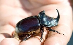 Gergedan Böceği (Oryctes Nasicornis) Nedir?