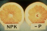 Fosfor Noksanlığı Belirtileri Nelerdir?