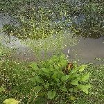 Kurbağa Kaşığı Otu Nedir?