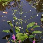 Kurbağa Kaşığı Otu Nedir?