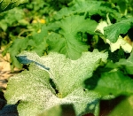 Kabakgillerde Külleme Hastalığı Nedir? Belirtileri Ve Nedenleri Kabakgillerde Külleme Hastalığı Nedir? Belirtileri Ve Nedenleri