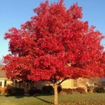 Akça Ağaç Nedir? Nasıl Yetiştirilir? Akça Ağaç Yetiştiriciliği