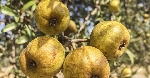 Ahlat Nedir? Nasıl Yetiştirilir? Ahlat Yetiştiriciliği Rehberi