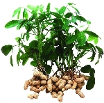 Yer Fıstığı Nedir? Nasıl Yetiştirilir? Yer Fıstığı Yetiştiriciliği