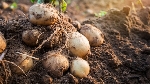 Patates Nedir? Nasıl Yetiştirilir? Patates Tarımı Hakkında Bilgiler