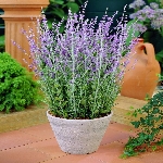 Rus Adaçayı Nedir, Nasıl Yetiştirilir? Bakım Ve Hasat Rehberi