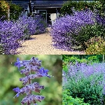 Rus Adaçayı Nedir, Nasıl Yetiştirilir? Bakım Ve Hasat Rehberi