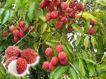 Liçi Nedir, Nasıl Yetiştirilir?