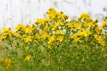 Kantaron (Hypericum Perforatum) Faydaları Ve Zararları Nelerdir?