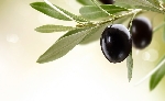 Zeytin Meyvesi Faydaları Ve Zararları Nelerdir? Nasıl Tüketilmeli?