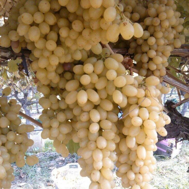 Üzüm Yetiştiriciliği Nasıl Yapılır? Üzüm Yetiştiriciliği Nasıl Yapılır?