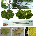 Asma Yaprak Virüsü Belirtileri, Nedenleri Ve Mücadele Yöntemleri