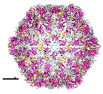 Asma Yaprak Virüsü Belirtileri, Nedenleri Ve Mücadele Yöntemleri