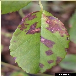 Gül Mildiyösü Hastalığı Belirtileri, Nedenleri Ve Mücadele Yöntemleri