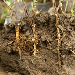Kök Çürüklüğü Hastalığı (Armillaria Mellea)