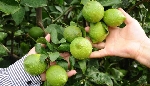 Limon Tıkanıklığı Hastalığı Belirtileri, Nedenleri Ve Mücadelesi