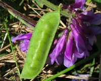 Burçak (Lathyrus) Faydaları Ve Zararları Nelerdir?