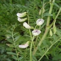 Burçak (Lathyrus) Faydaları Ve Zararları Nelerdir?