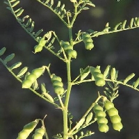 Burçak Nasıl Yetiştirilir? Adım Adım Burçak Ekimi Rehberi