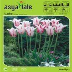 Lale Soğanı Yetiştiriciliği Ve Bakımı