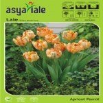 Lale Soğanı Yetiştiriciliği Ve Bakımı