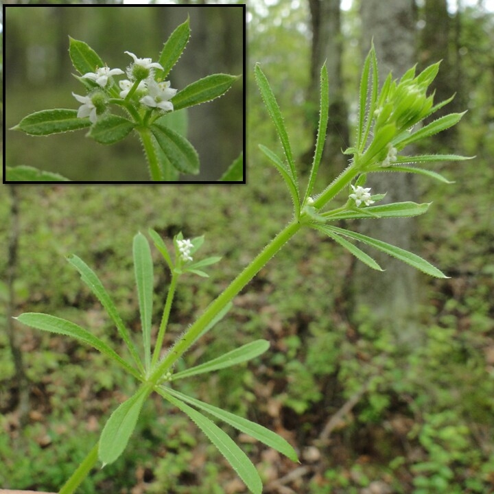 Yoğurt Otu Nedir? Yoğurt Otu Nedir?
