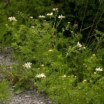 Tarla Köpek Papatyası Otu Nedir? Tarla Köpek Papatyası Otu Nedir?