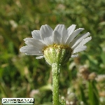 Tarla Köpek Papatyası Otu Nedir? Tarla Köpek Papatyası Otu Nedir?