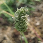 Kuş Yemi Otu Nedir?