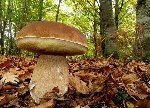 Porçini Mantarı Nedir?
