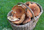 Tirmik Mantarı Nedir?