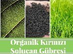 Katı Solucan Gübresi Nedir?