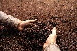 Solucan Gübresi Nedir? Faydaları, Kullanım Alanları Ve Uygulama Şekli