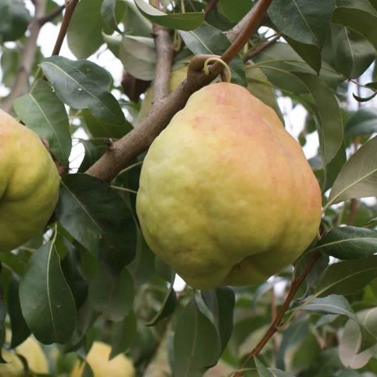 Deveci Armut Çeşidi Ve Özellikleri