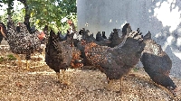 Yerli Tavuk Irkları Ve Avantajları