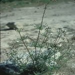 Kişniş Otu Nedir? Kişniş Otu Nedir?