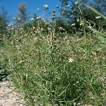 Kişniş Otu Nedir? Kişniş Otu Nedir?