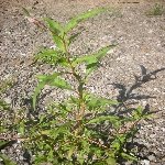 Biberotu Otu Nedir? Biberotu Otu Nedir?